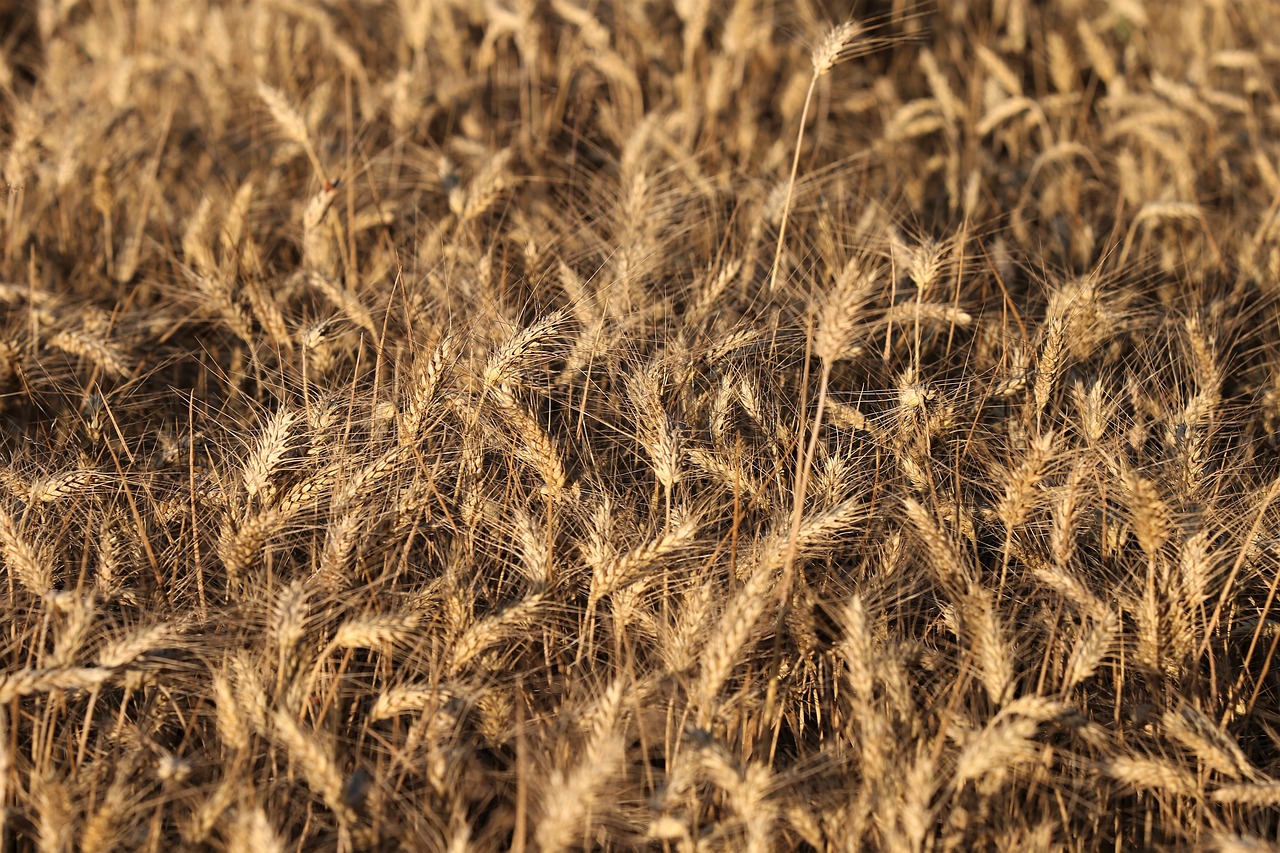 wheat before harvest  agriculture  field free photo