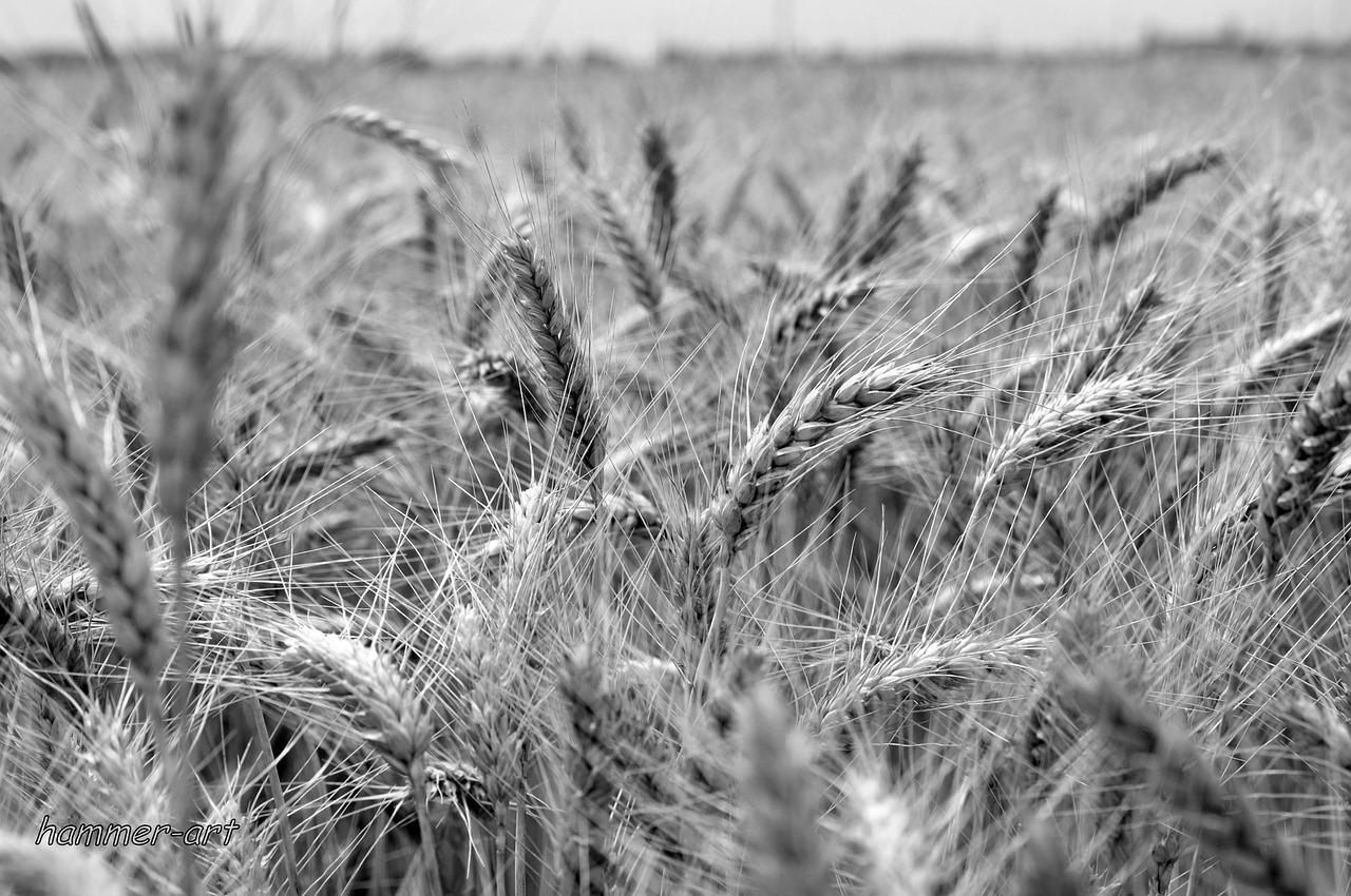 wheat crop field wheat free photo