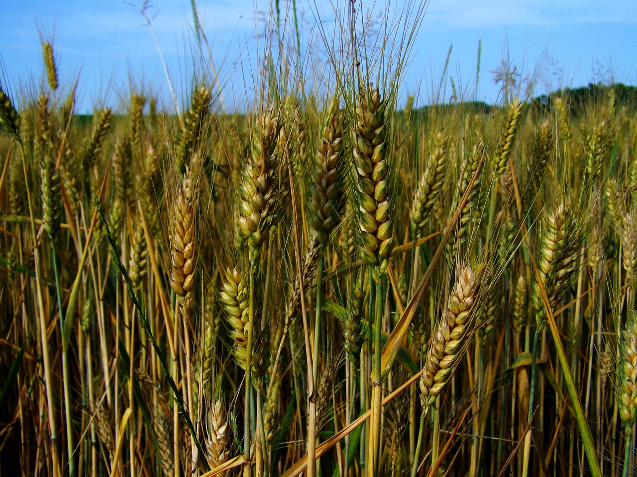 wheat ear greenish-yellow cereal crop free photo