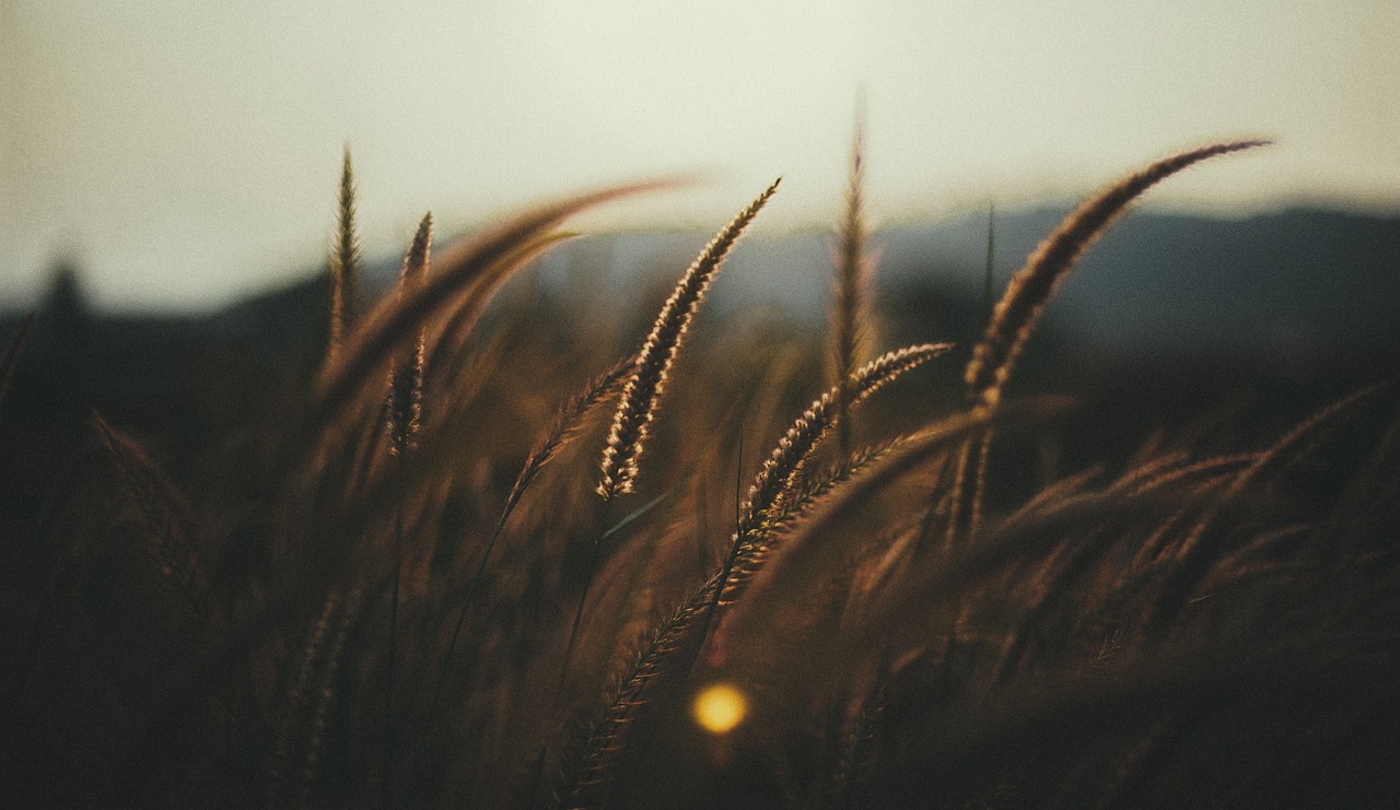 wheat field macro wheat free photo