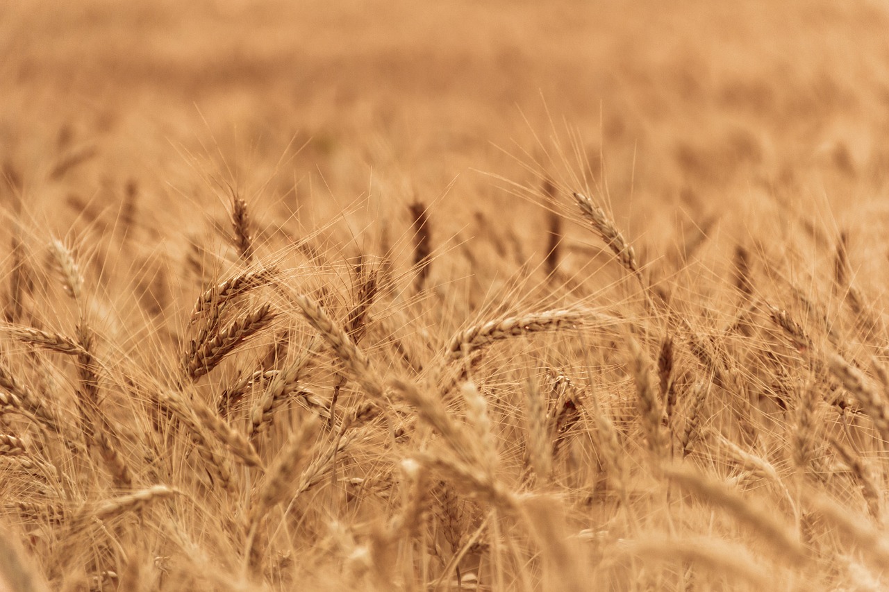wheat field close-up plant free photo