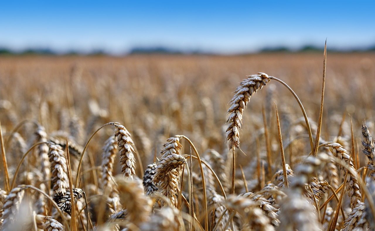 wheat field ear of corn field free photo