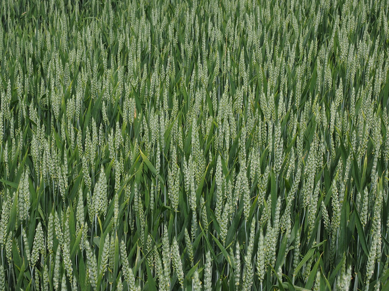 wheat field wheat wheat spike free photo