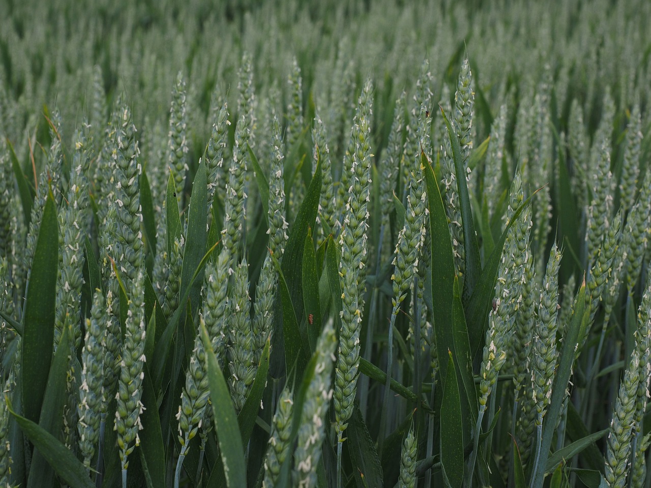 wheat field wheat wheat spike free photo