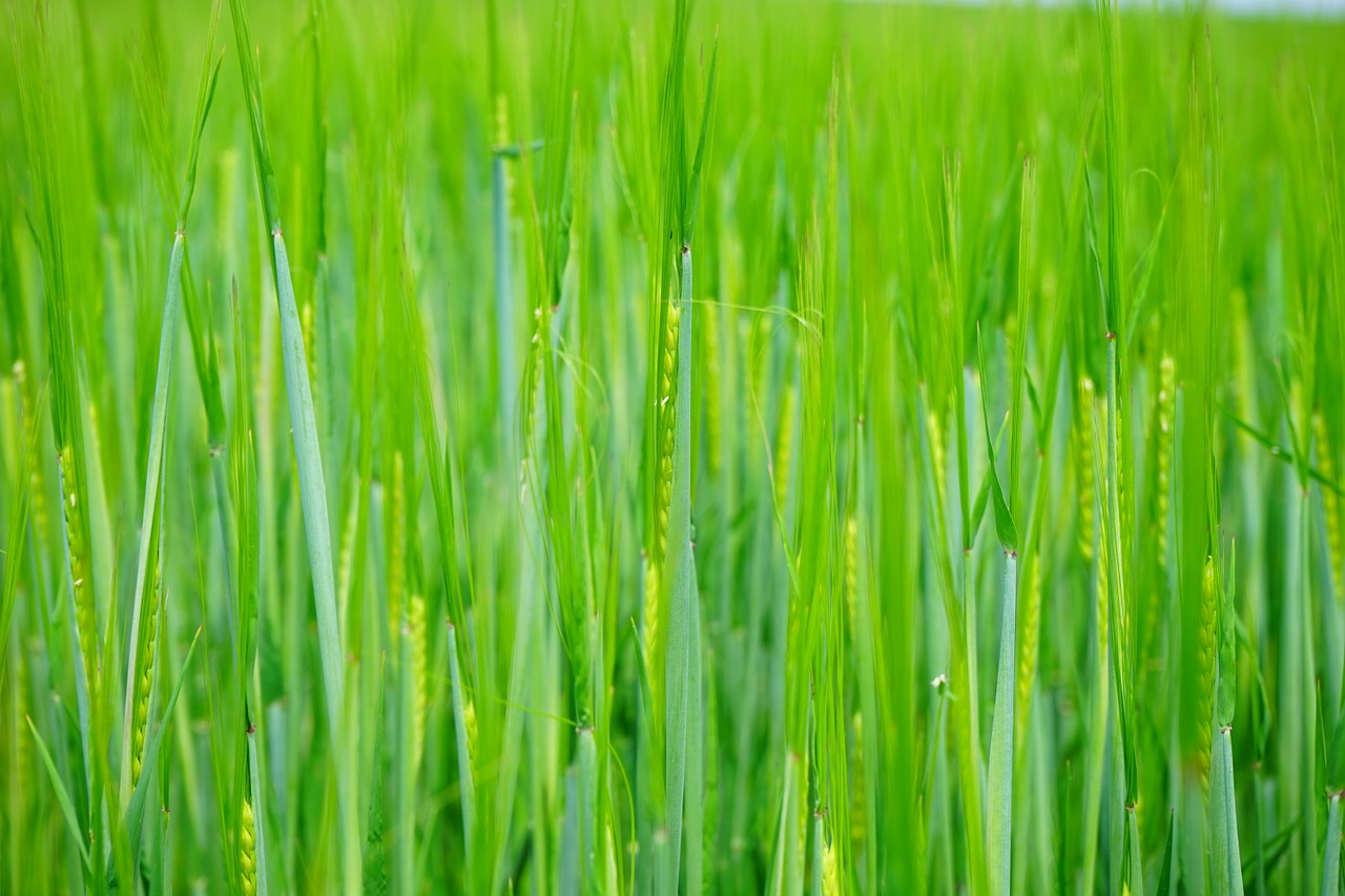 wheat field wheat seed free photo