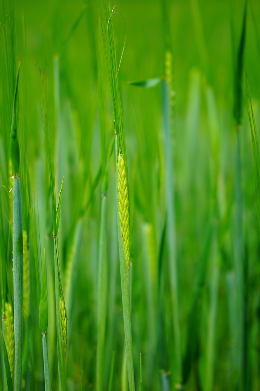 wheat field wheat seed free photo
