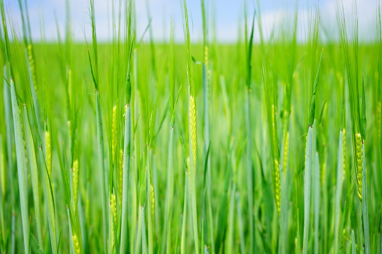 wheat field wheat seed free photo