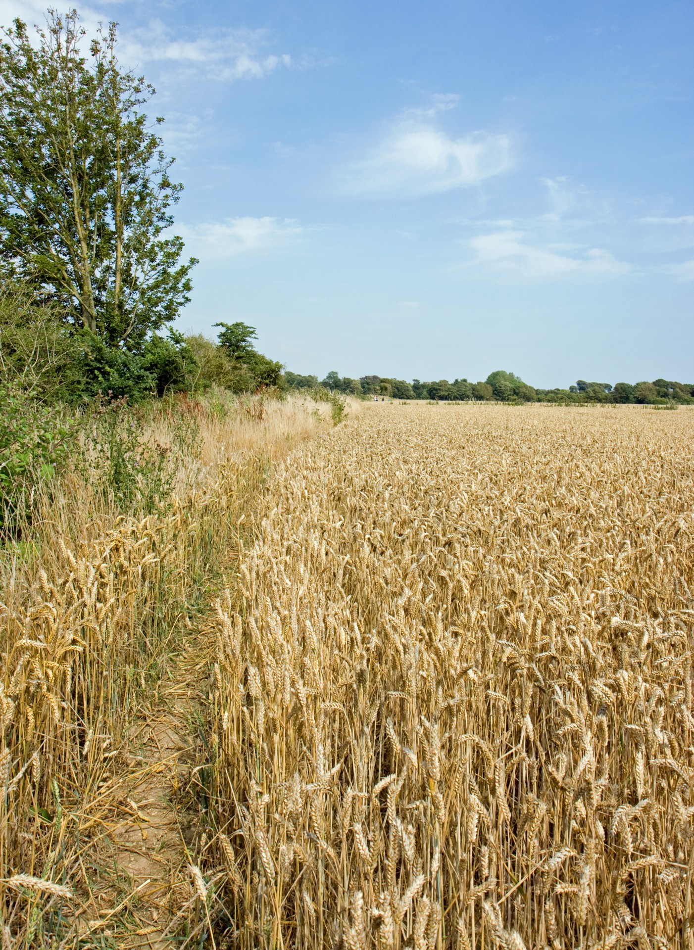 wheat field wheat field free photo