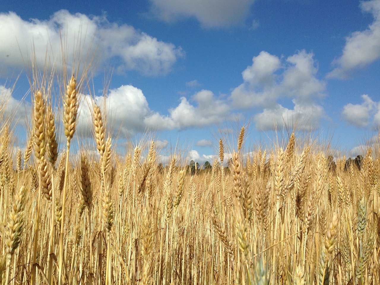 wheat field blue sky clouds free photo