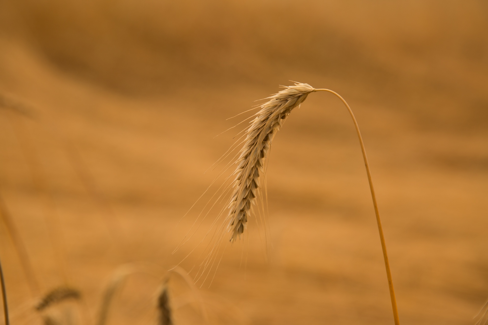 vintage wheat field free photo