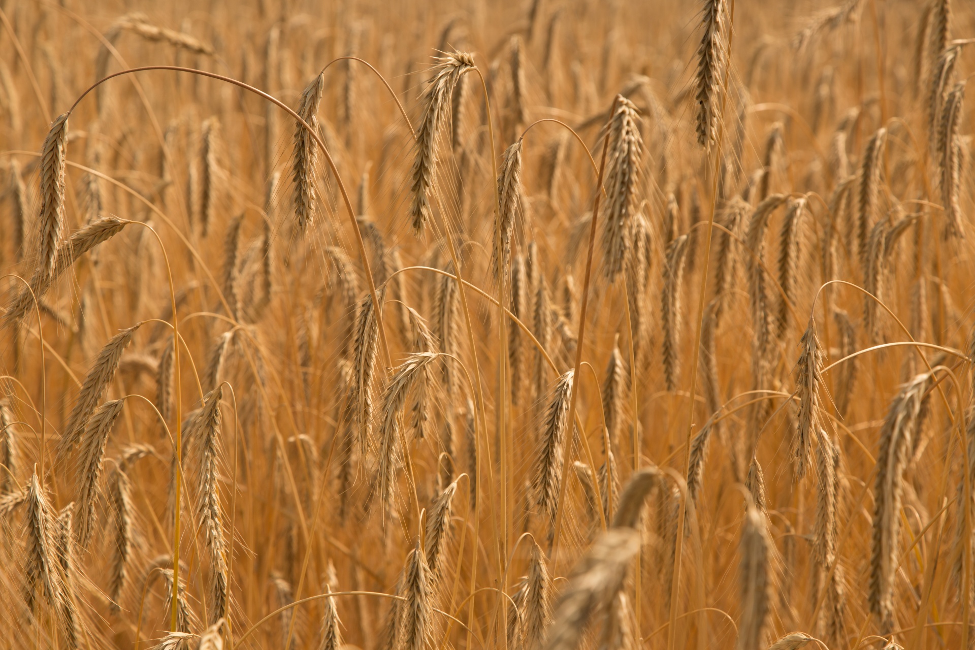 vintage wheat field free photo