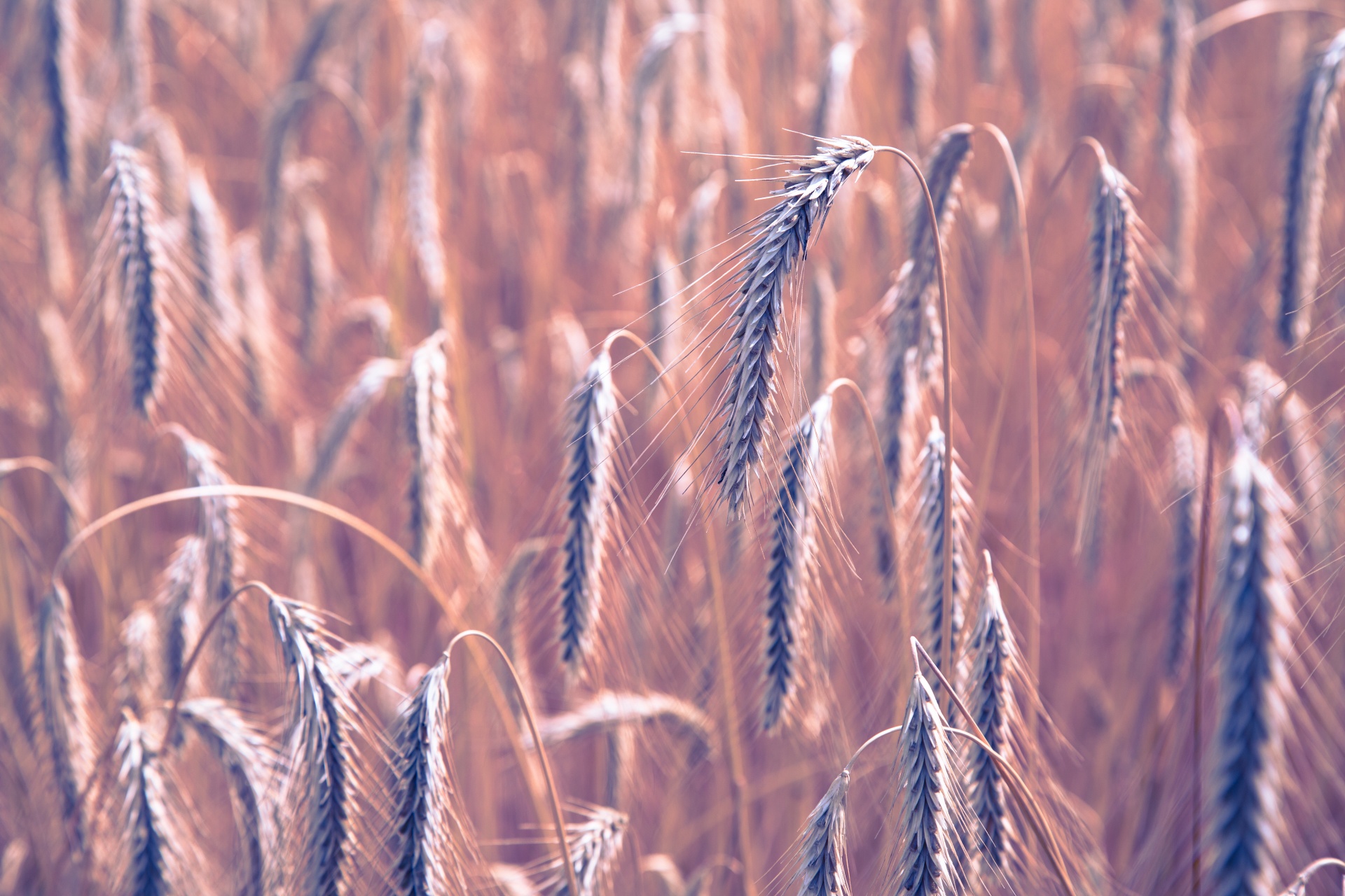 vintage wheat field free photo