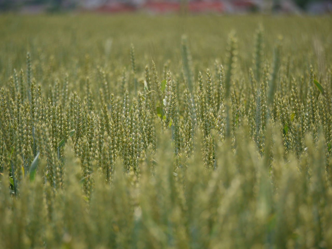 wheat field cereals far free photo