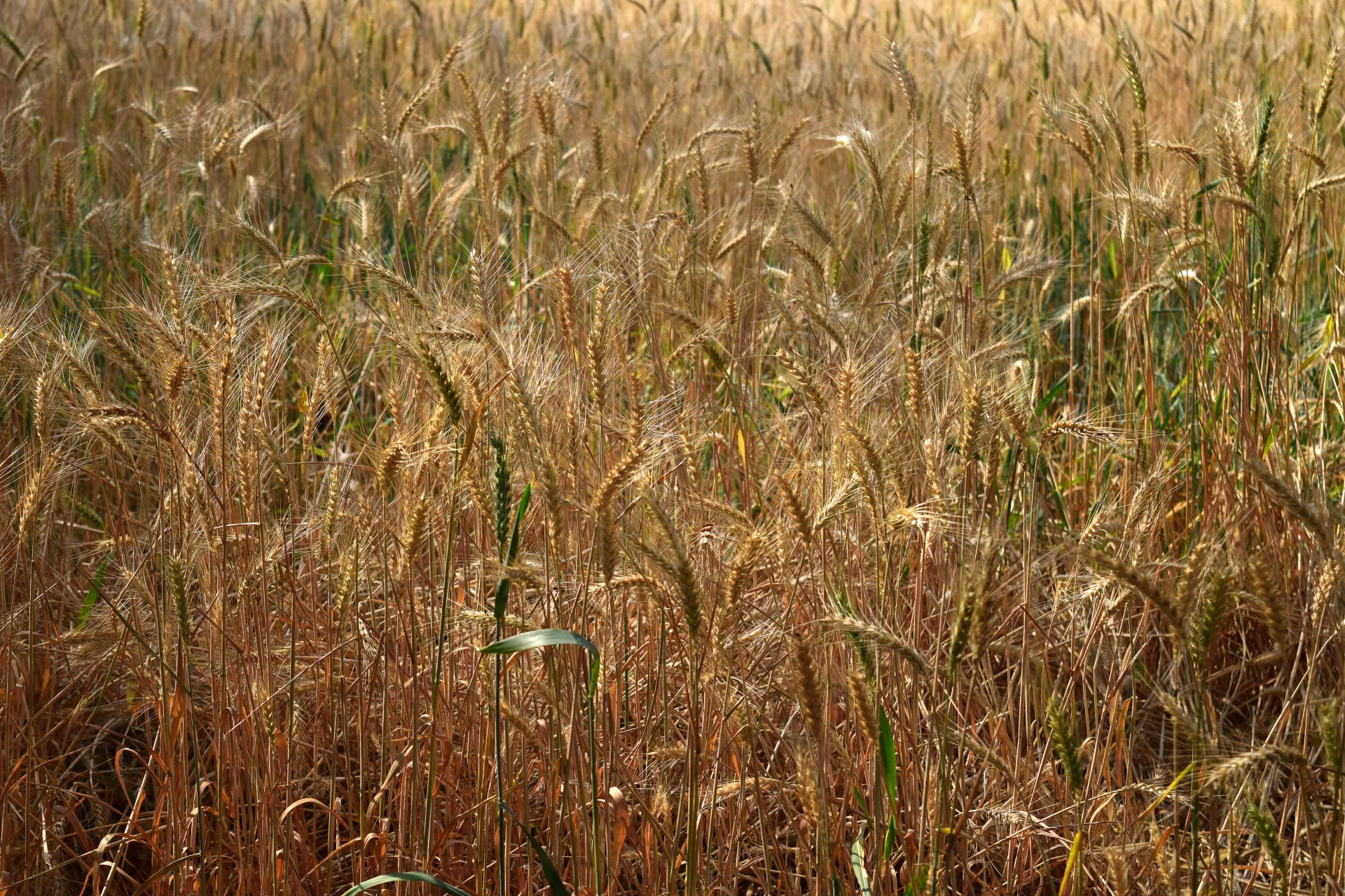 wheat grain crop free photo