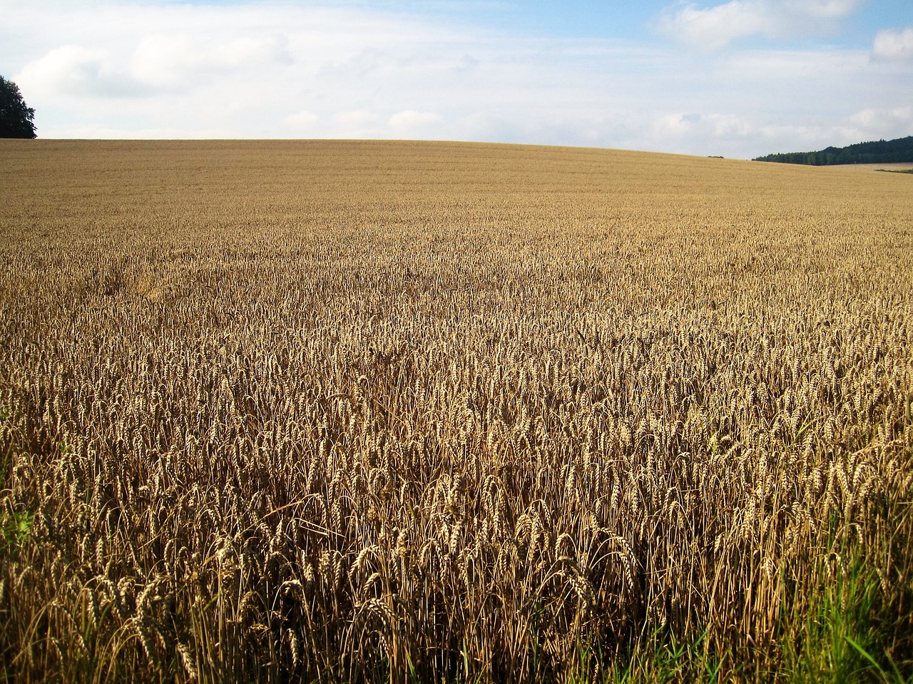 wheat field late summer cornfield free photo