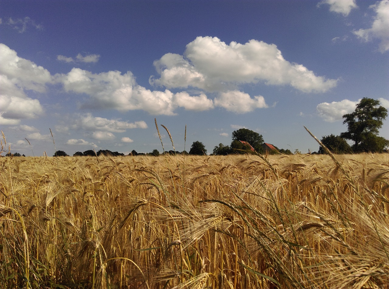 wheat field summer dry free photo