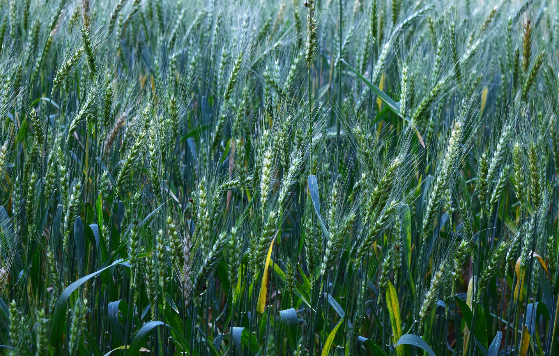 wheat grain crop free photo