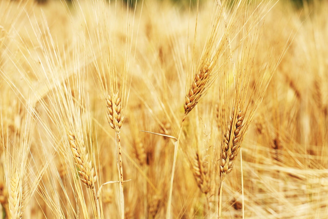 wheat field wheat cornfield free photo