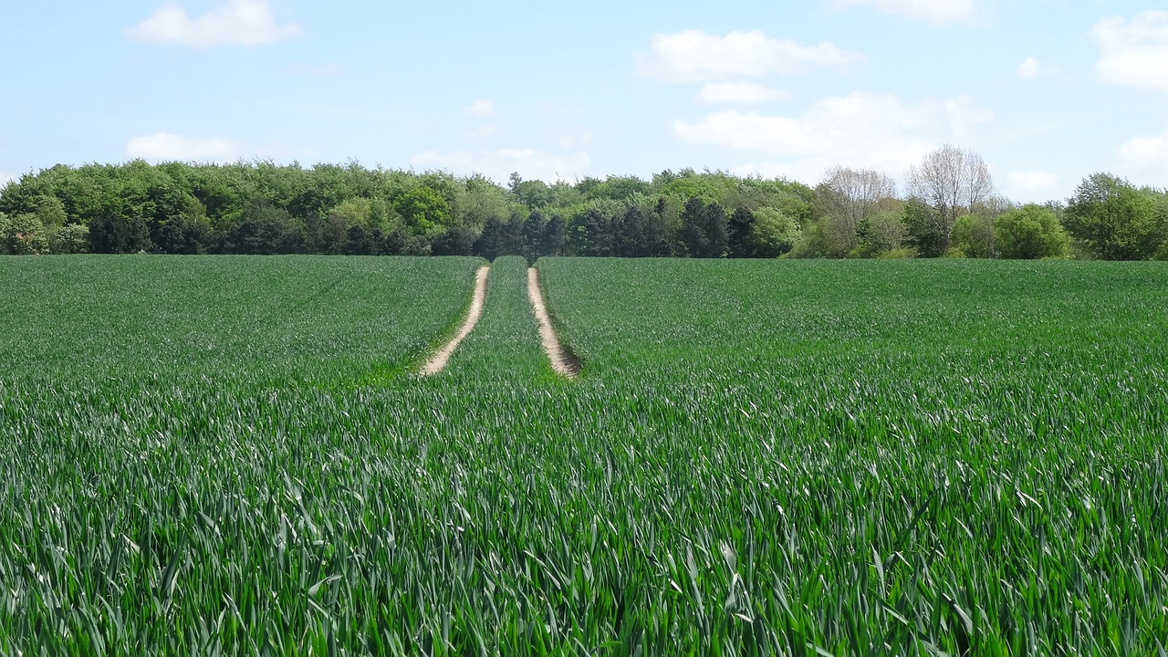 wheat field landscape tractor tracks free photo