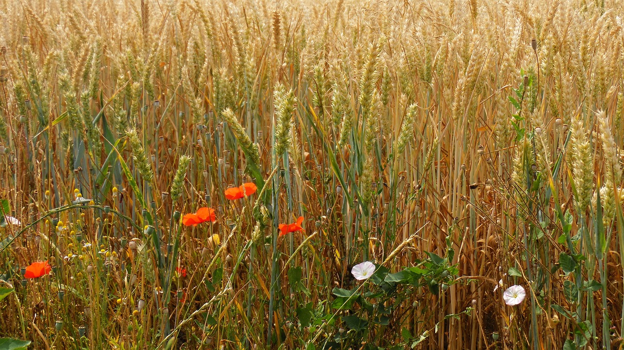 wheat field wheat cornfield free photo