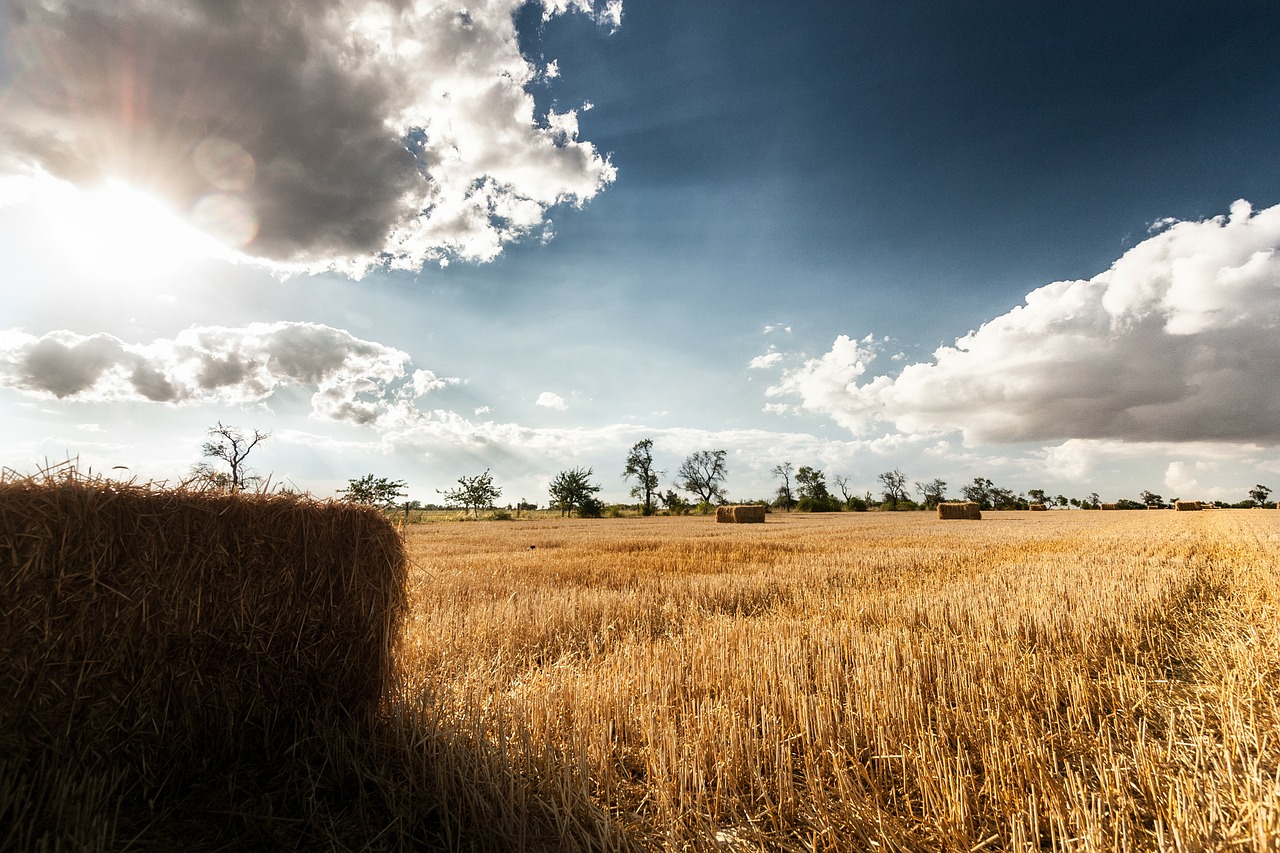 wheat field landscape autumn free photo