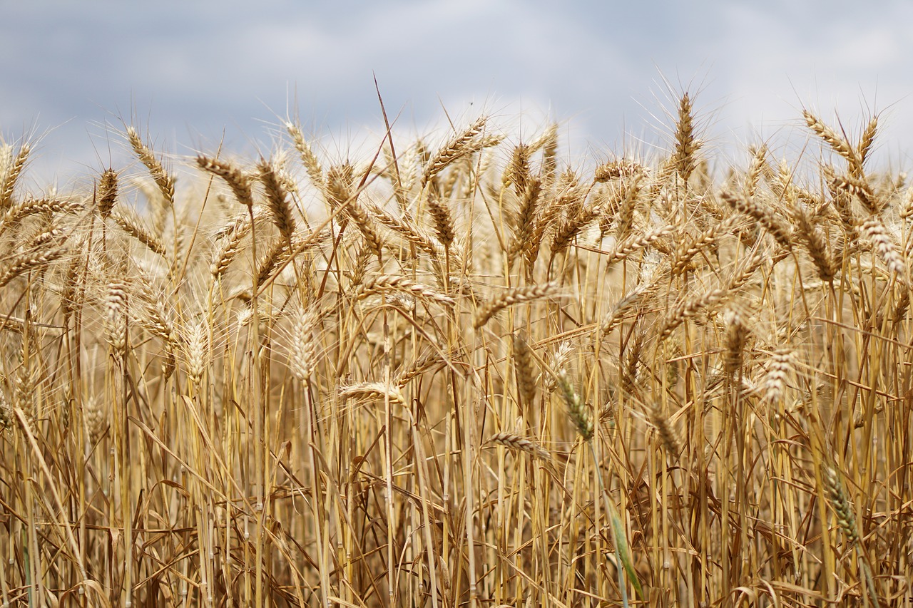 wheat field wheat wheat cultivation free photo