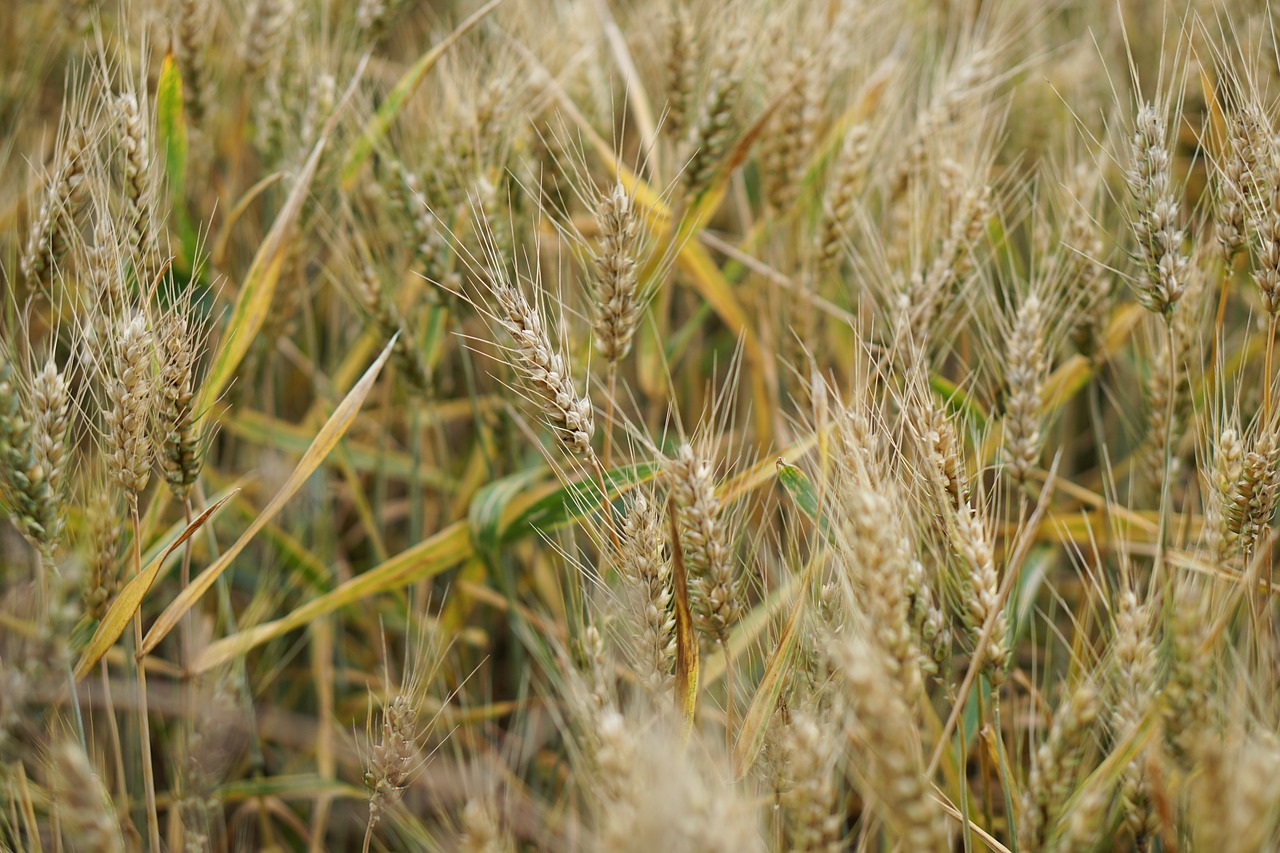 wheat field wheat wheat cultivation free photo
