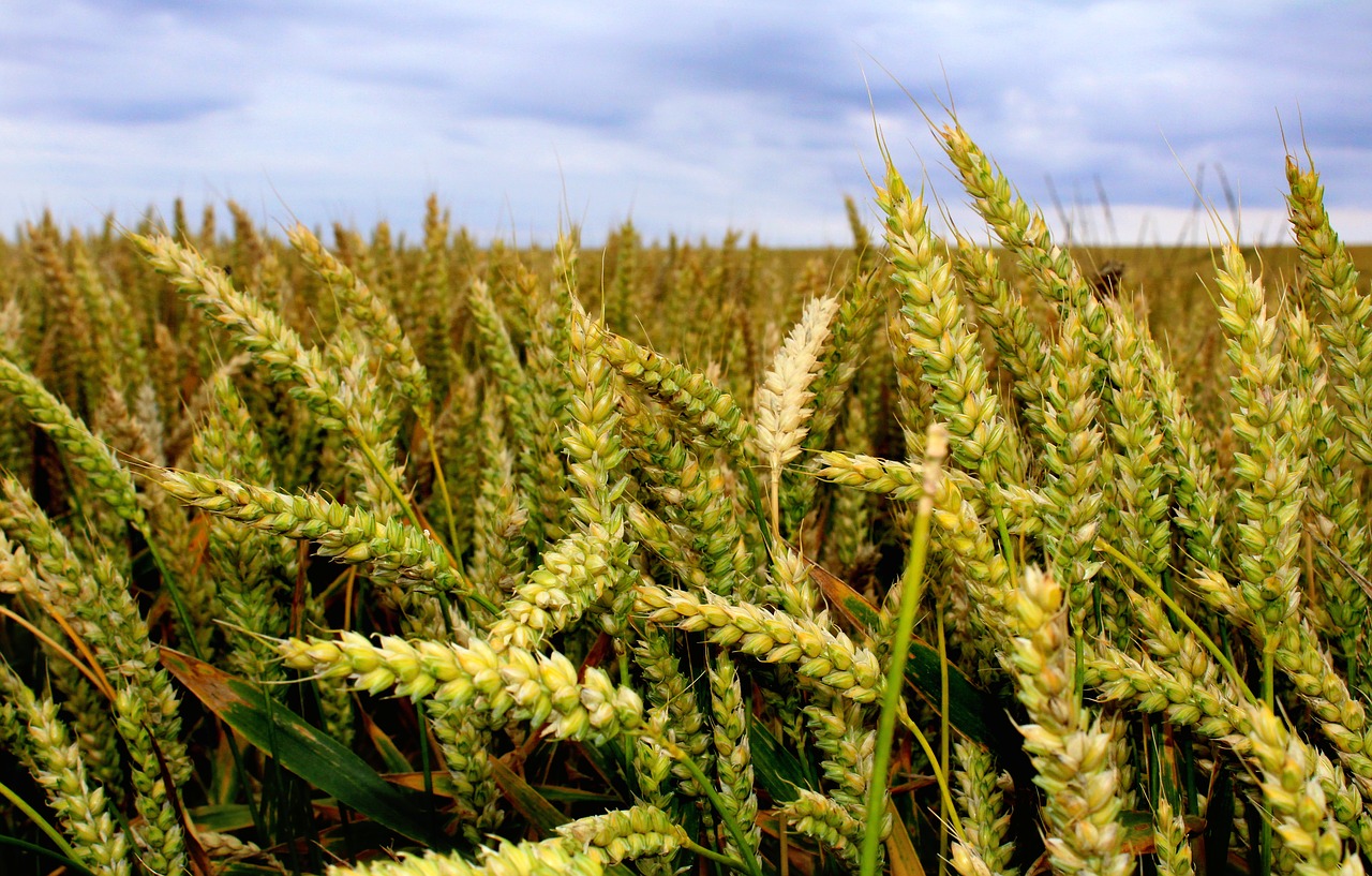 wheat field wheat overcast skies free photo