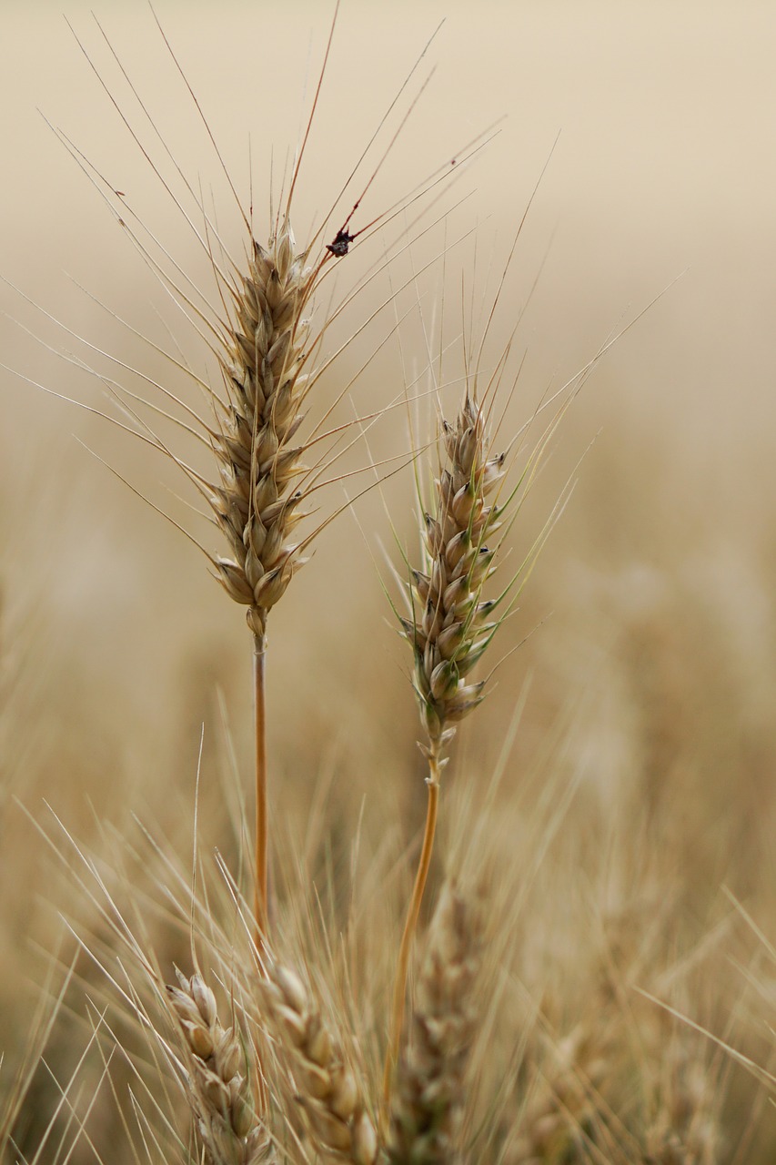 wheat field wheat wheat cultivation free photo