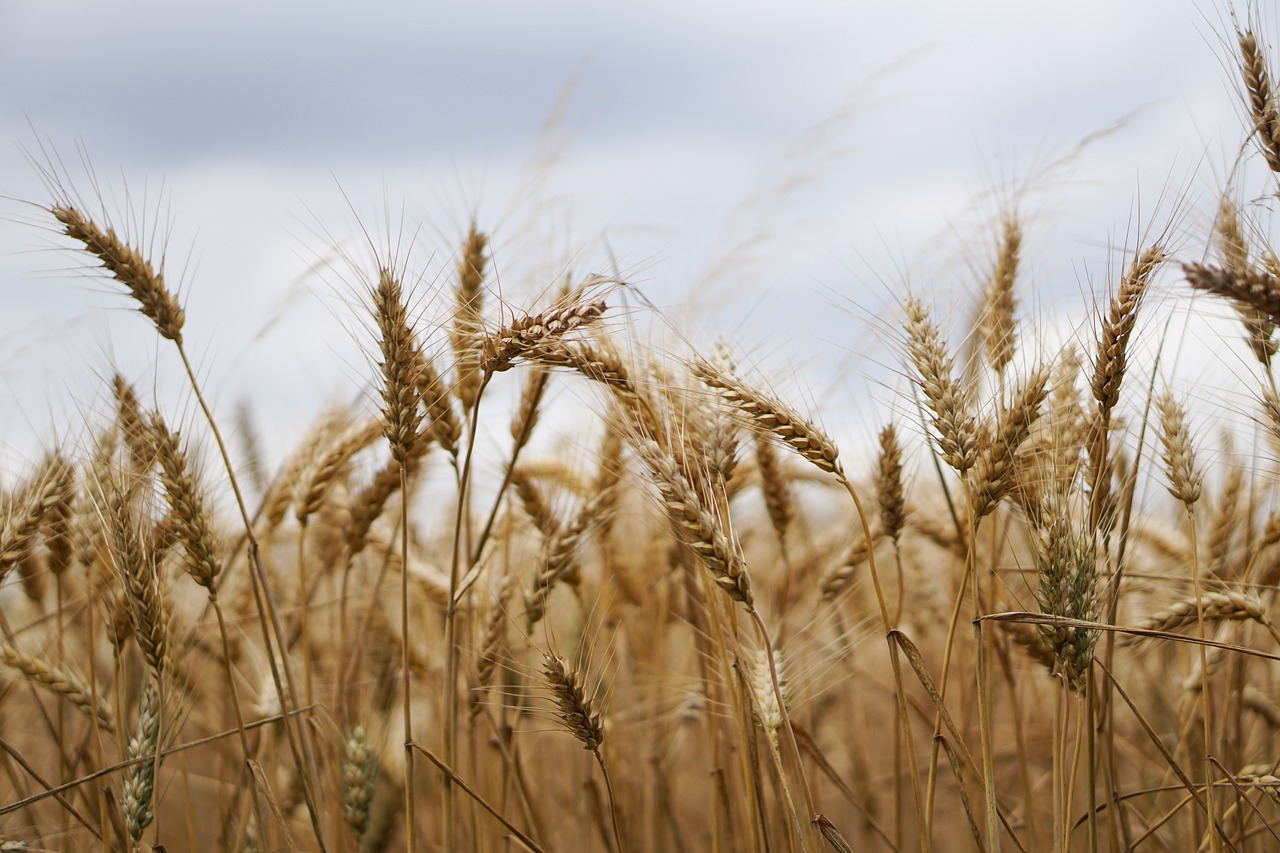 wheat field wheat wheat cultivation free photo