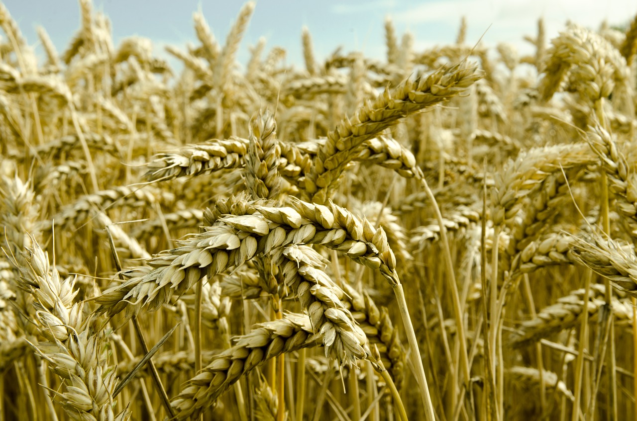 wheat field corn field ready to harvest free photo
