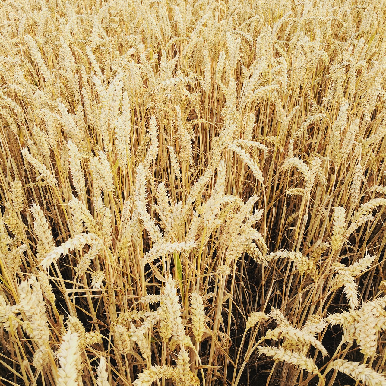 wheat field field of wheat wheat free photo