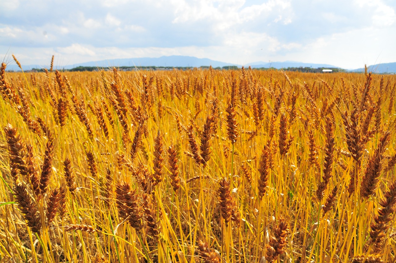 wheat field wide barley free photo