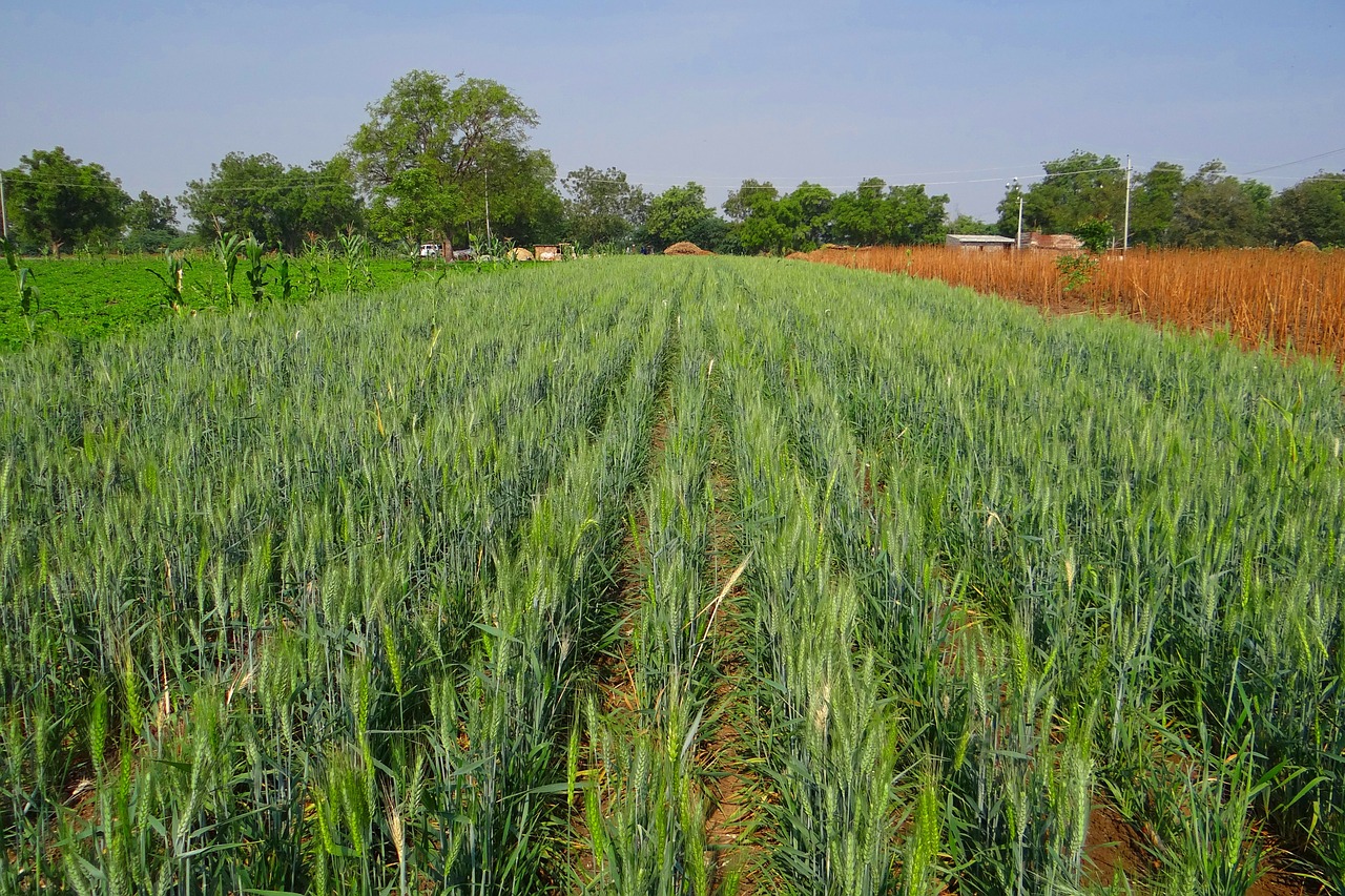 wheat field unripe crop free photo