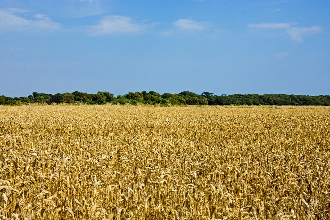 wheat field wheat landscape free photo