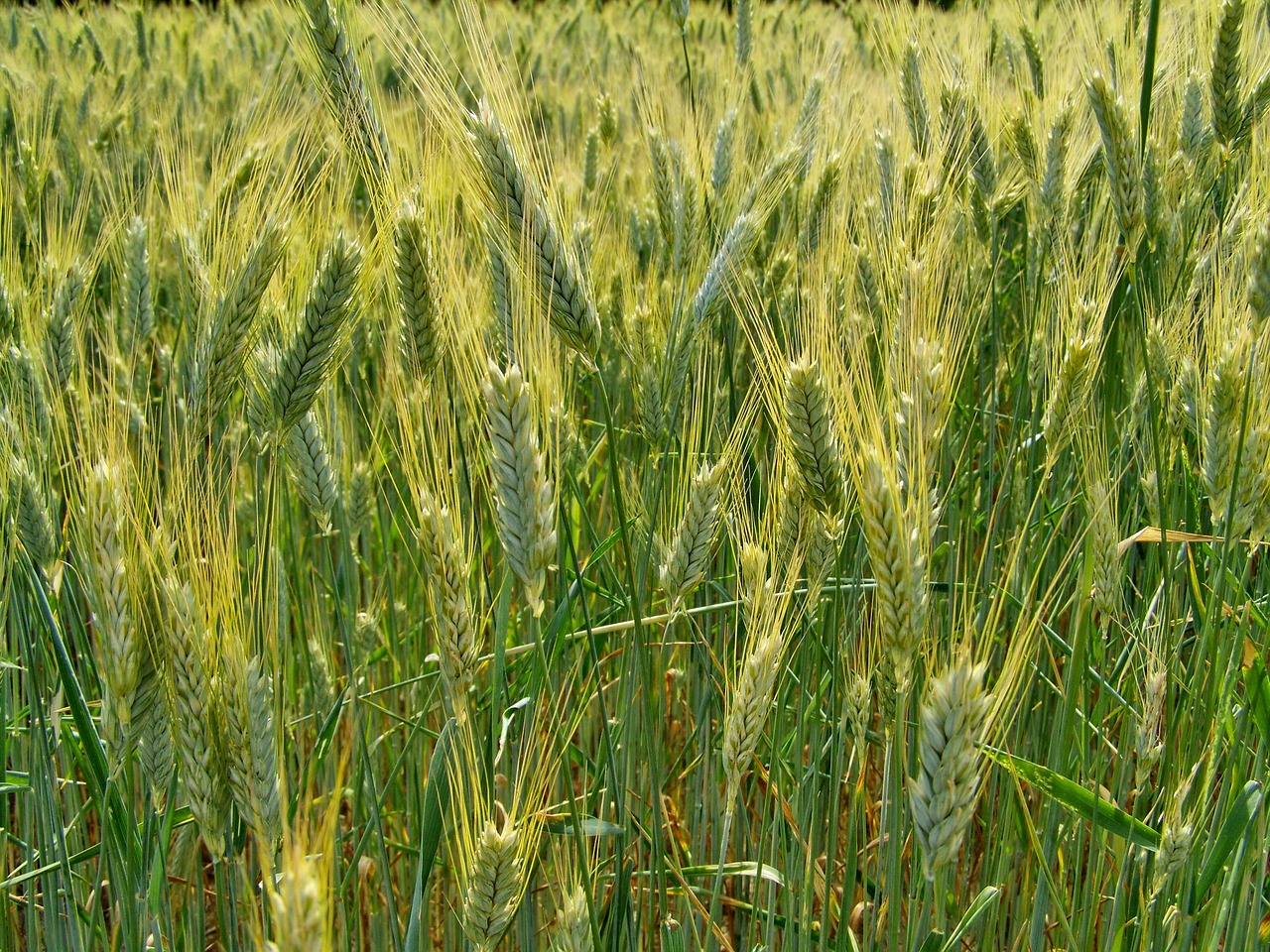 wheat field  wheat ear  agriculture free photo