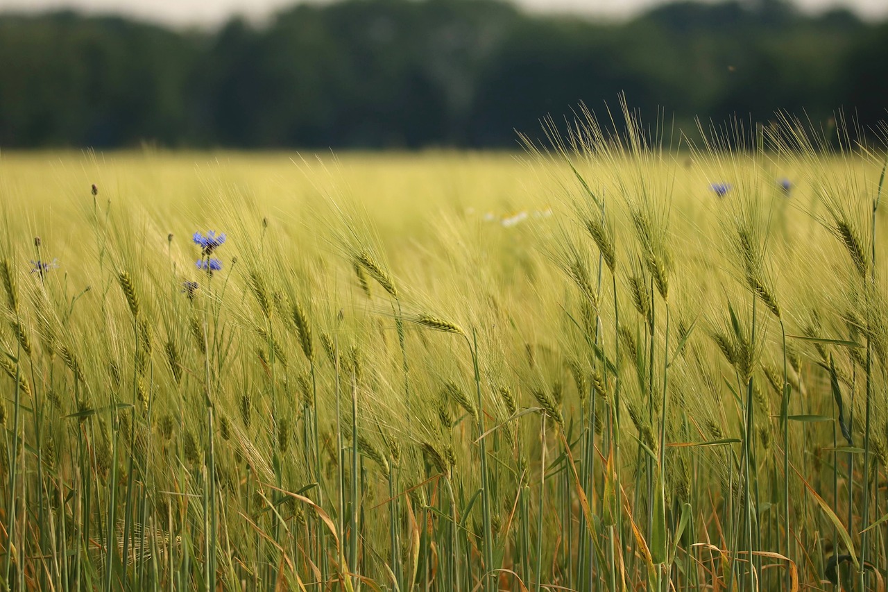 wheat field  spike  cornfield free photo