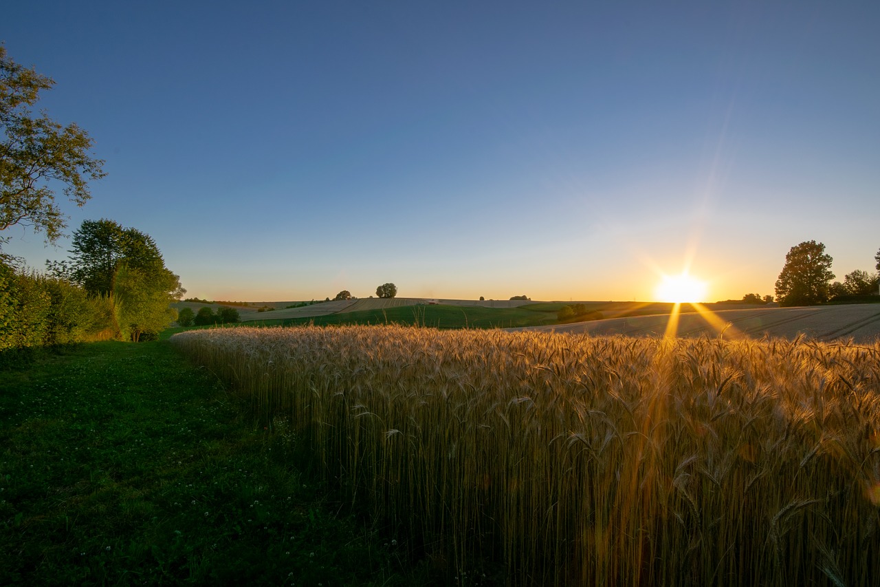 wheat field  summer  wheat free photo