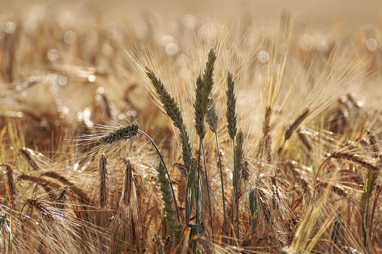 wheat field  grain  agriculture free photo