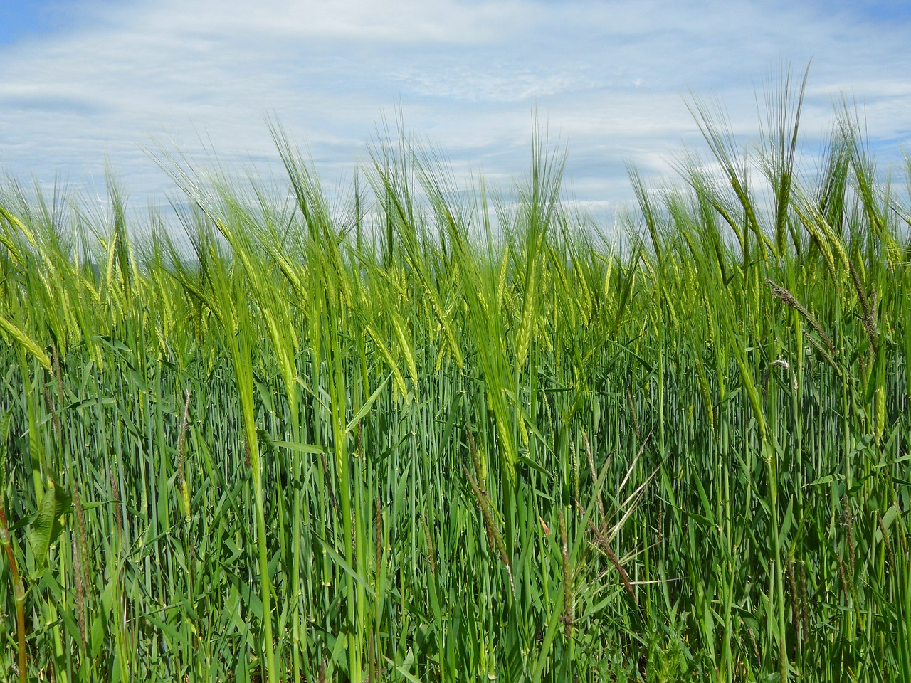 wheat field cereals agriculture free photo