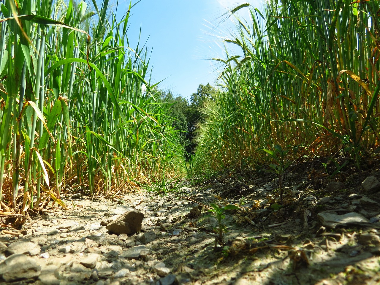 wheat field wheat agriculture free photo