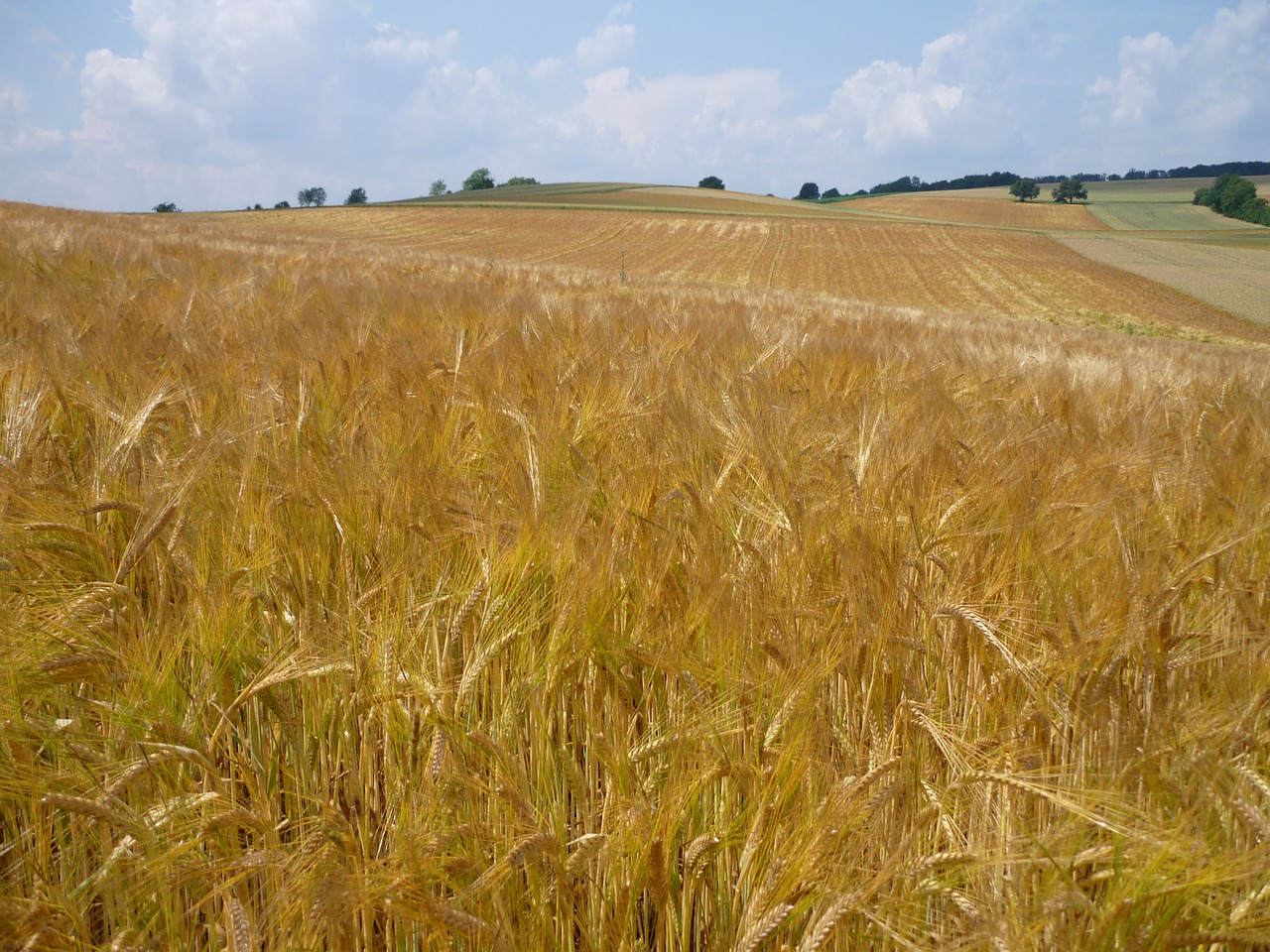 wheat field wheat cereals free photo