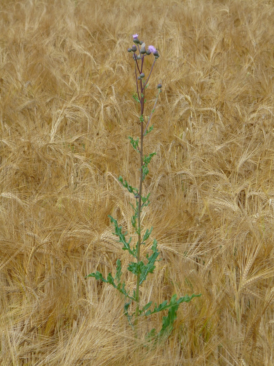wheat field thistle weed free photo