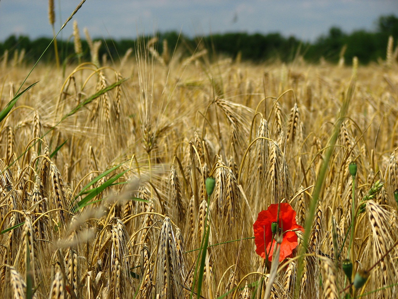 wheat field spike wheat free photo