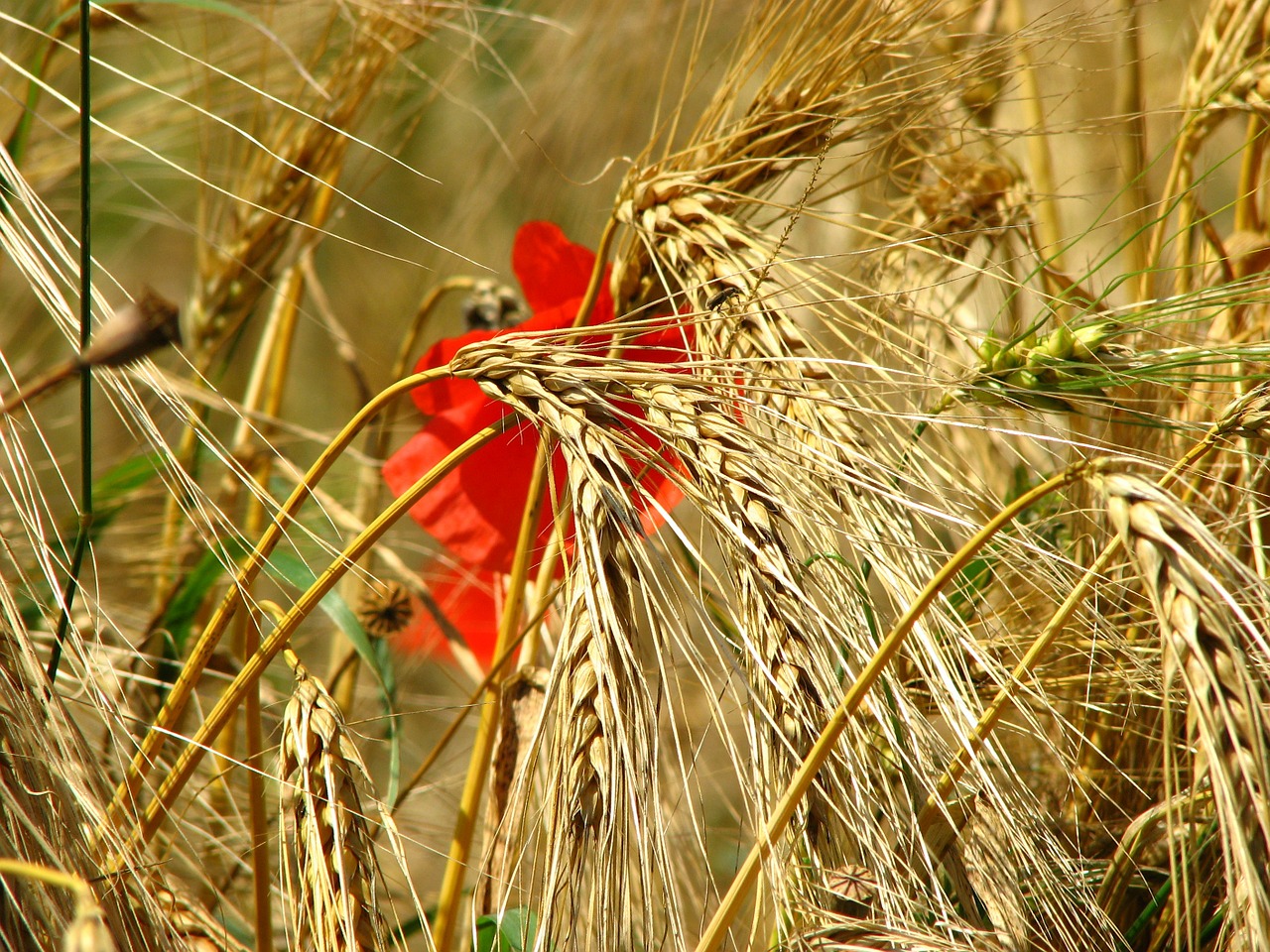 wheat field spike wheat free photo