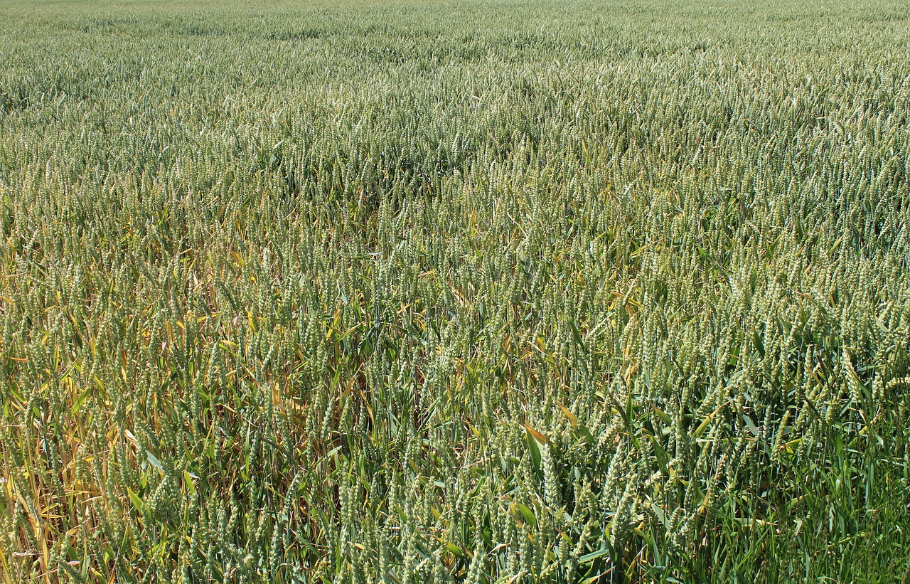 wheat field grass wheat free photo