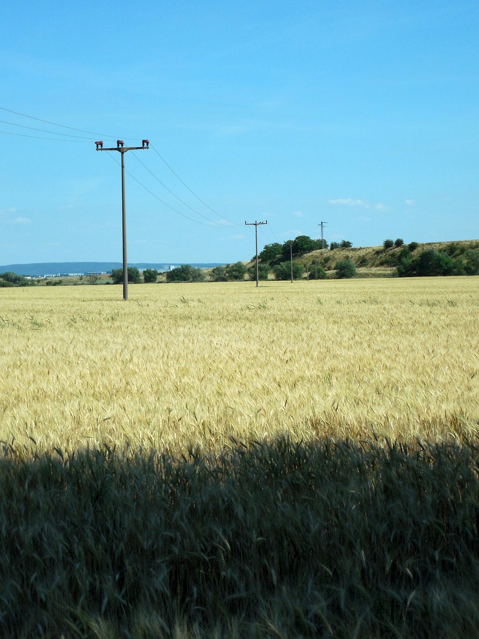 wheat field wheat mast free photo