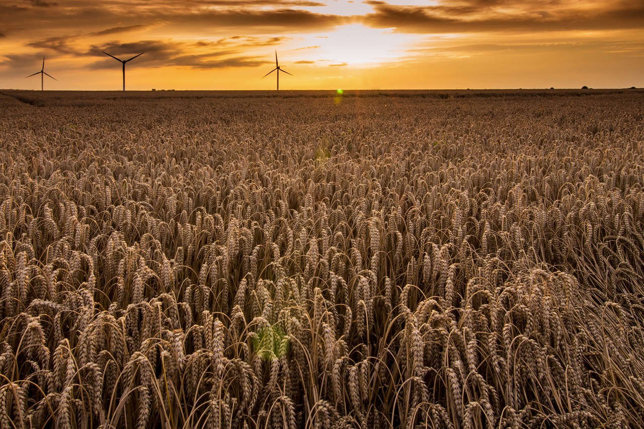 wheat field  agriculture  cereals free photo