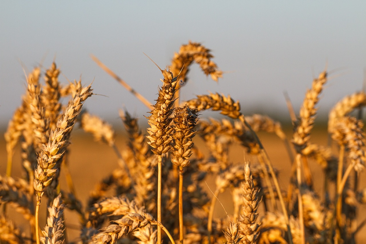 wheat field rye grain free photo