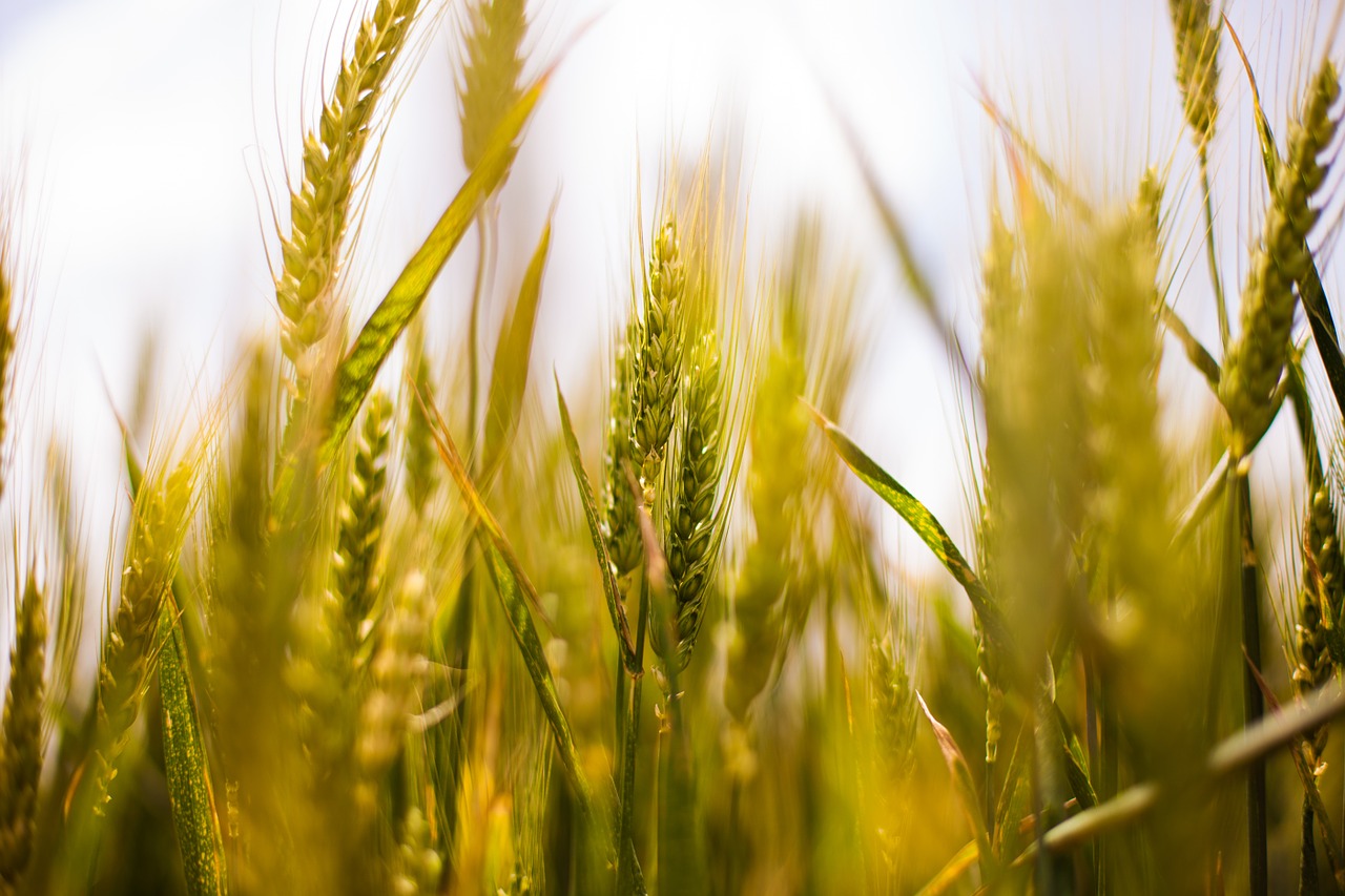 wheat field wheat country free photo